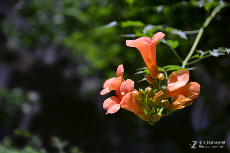 #版主坐堂#小五星空(中国)六月佳作赏析   希望您看到自己的作品！