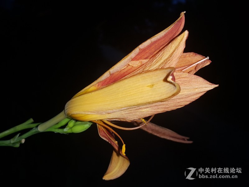 SM-N910H夜晚拍摄花朵