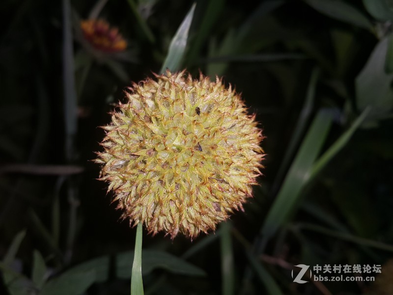 SM-N910H夜晚拍摄花朵