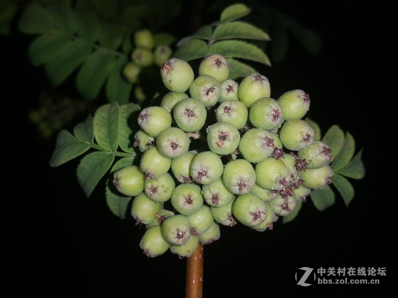 SM-N910H夜晚拍摄花朵