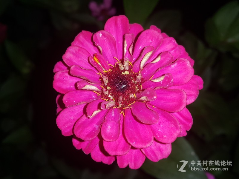 SM-N910H夜晚拍摄花朵