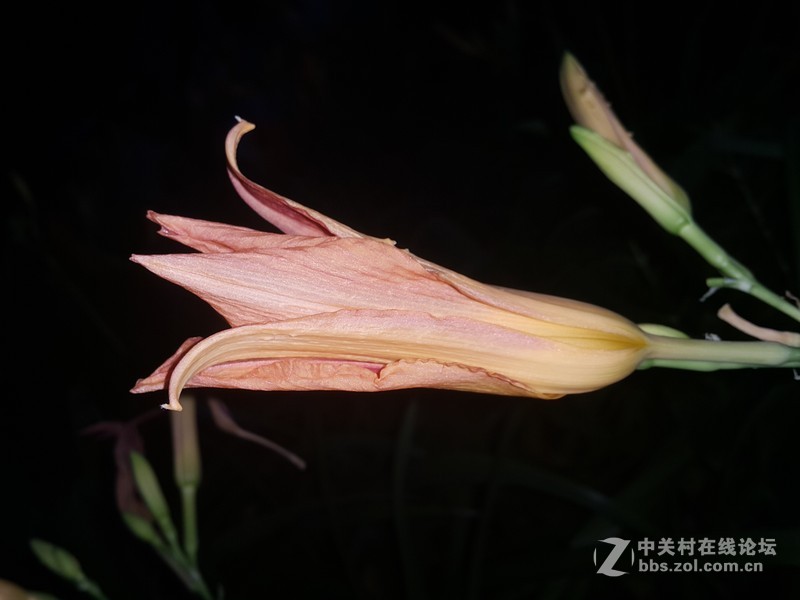 SM-N910H夜晚拍摄花朵