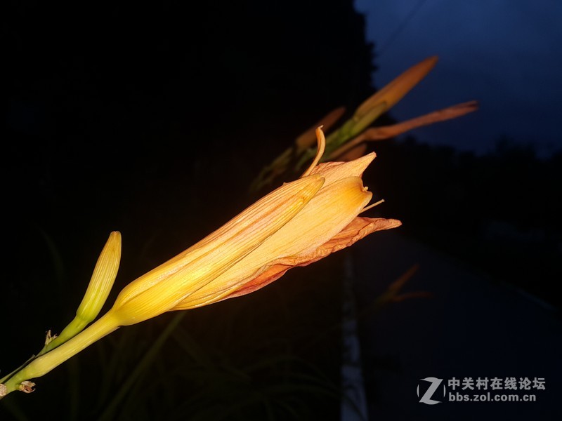 SM-N910H夜晚拍摄花朵