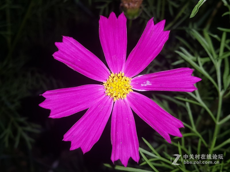 SM-N910H夜晚拍摄花朵