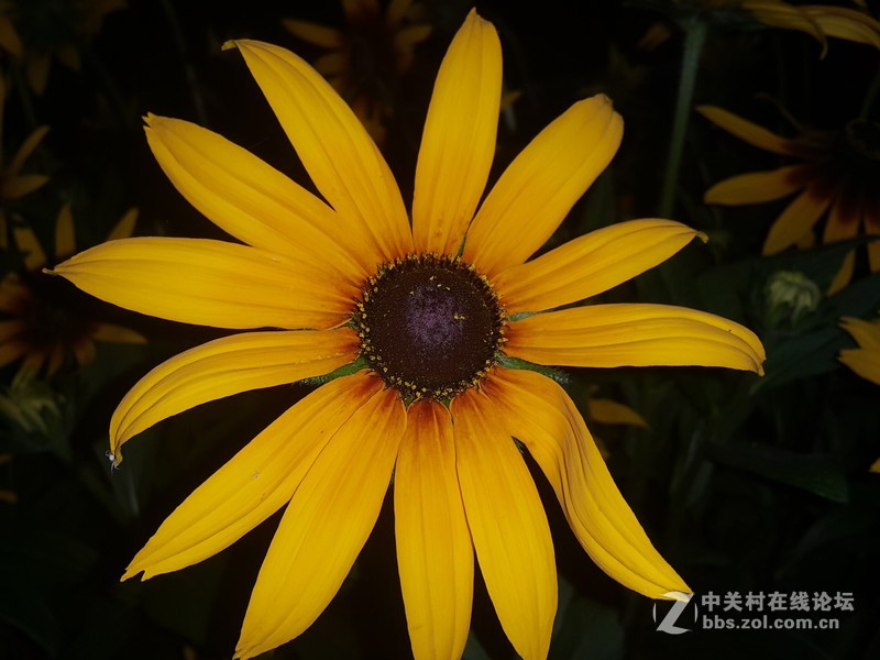 SM-N910H夜晚拍摄花朵