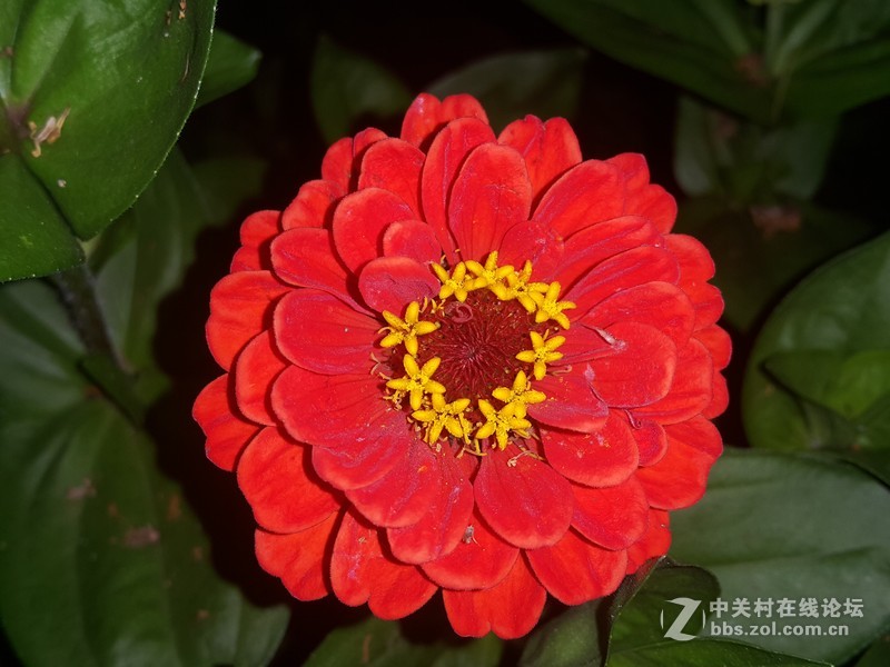 SM-N910H夜晚拍摄花朵