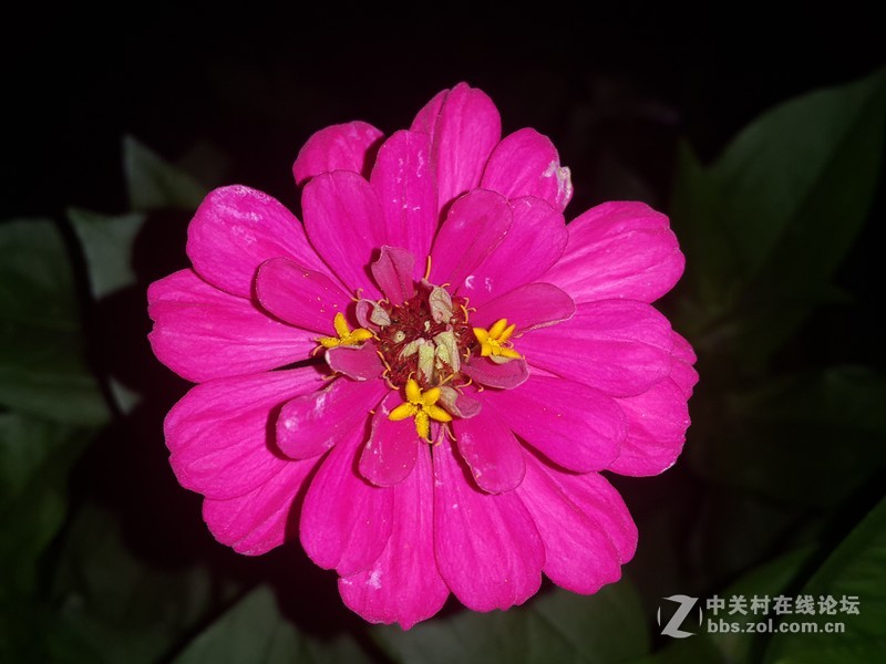 SM-N910H夜晚拍摄花朵