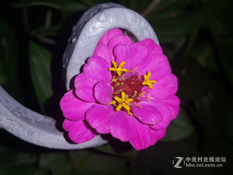 SM-N910H夜晚拍摄花朵