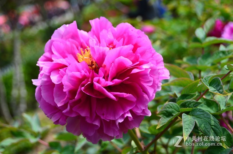 菏泽市曹州第二十八届牡丹节