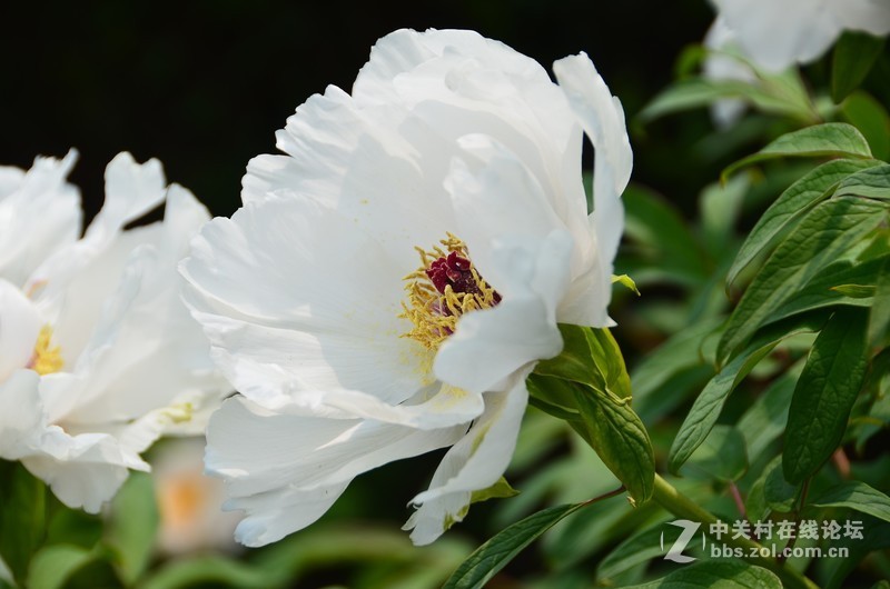 菏泽市曹州第二十八届牡丹节