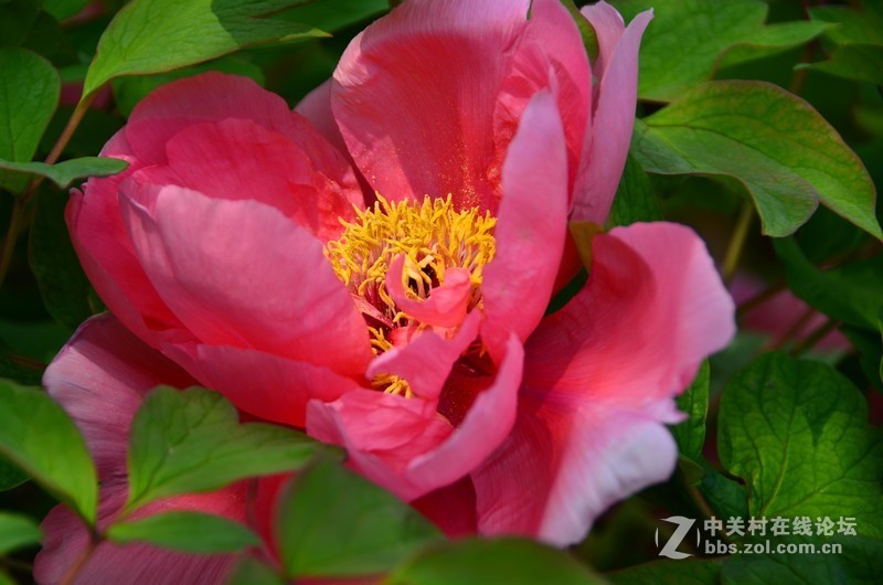 菏泽市曹州第二十八届牡丹节