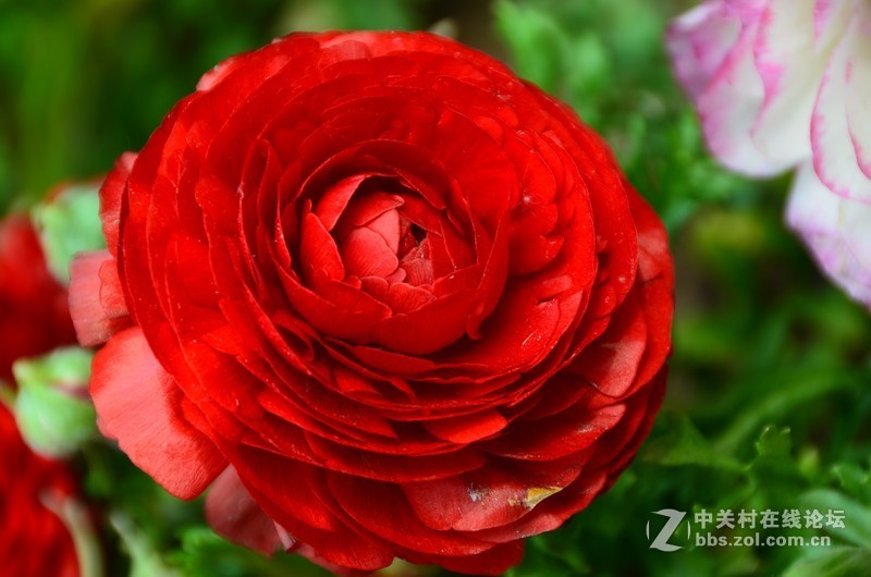 菏泽市曹州第二十八届牡丹节