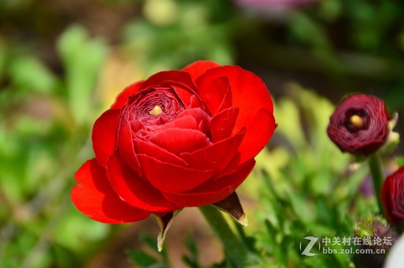 菏泽市曹州第二十八届牡丹节