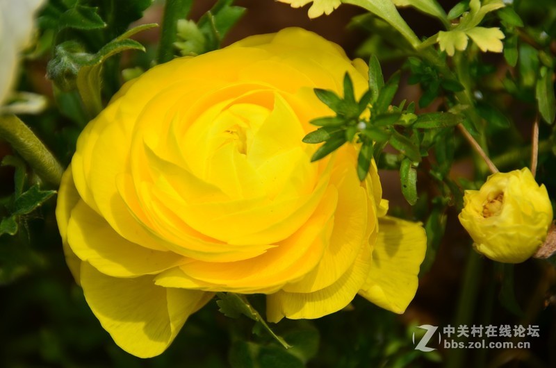 菏泽市曹州第二十八届牡丹节