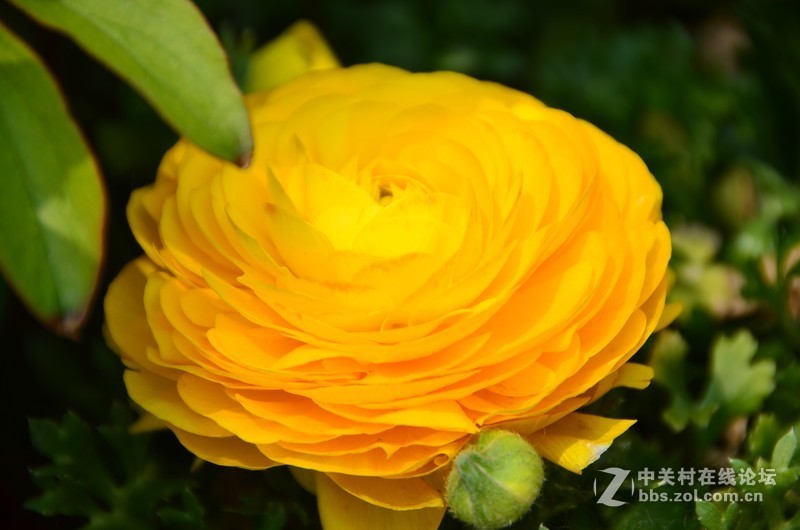 菏泽市曹州第二十八届牡丹节