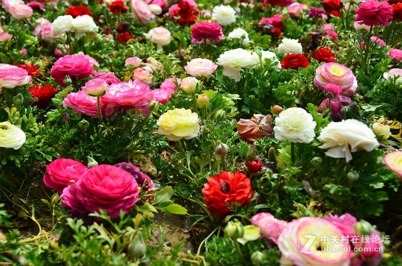 菏泽市曹州第二十八届牡丹节