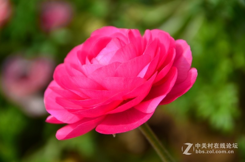 菏泽市曹州第二十八届牡丹节