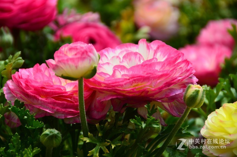 菏泽市曹州第二十八届牡丹节