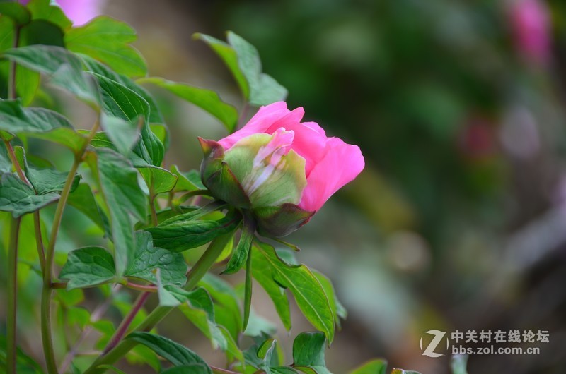 菏泽市曹州第二十八届牡丹节