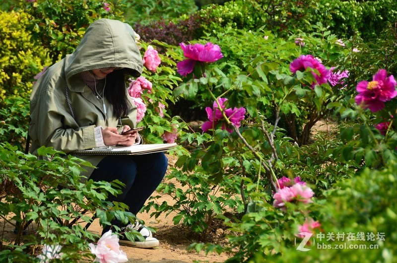 菏泽市曹州第二十八届牡丹节