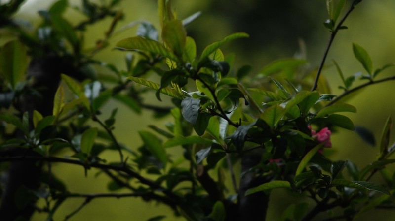 A33用了快10年了，近几年很少用它，现在配了一个美能达70-210F4，又可以用它发挥余热了。