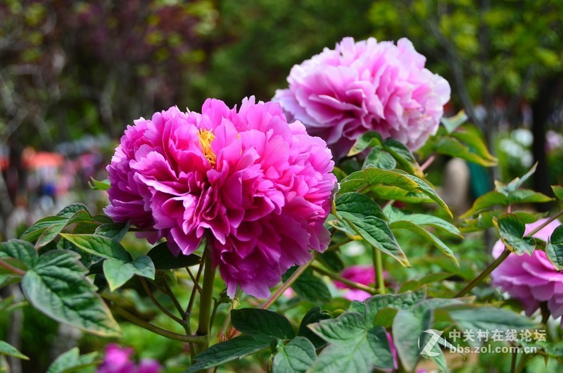菏泽市曹州第二十八届牡丹节