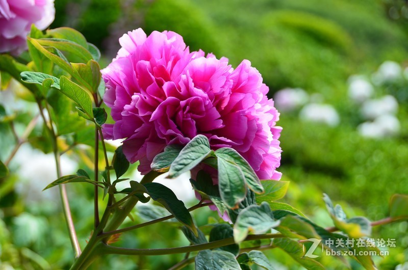 菏泽市曹州第二十八届牡丹节