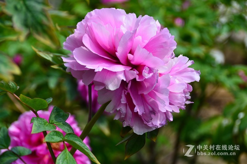 菏泽市曹州第二十八届牡丹节