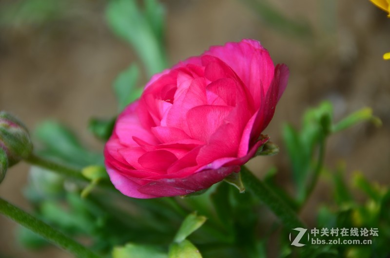 菏泽市曹州第二十八届牡丹节