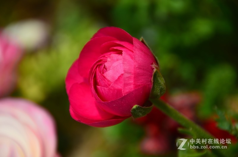 菏泽市曹州第二十八届牡丹节