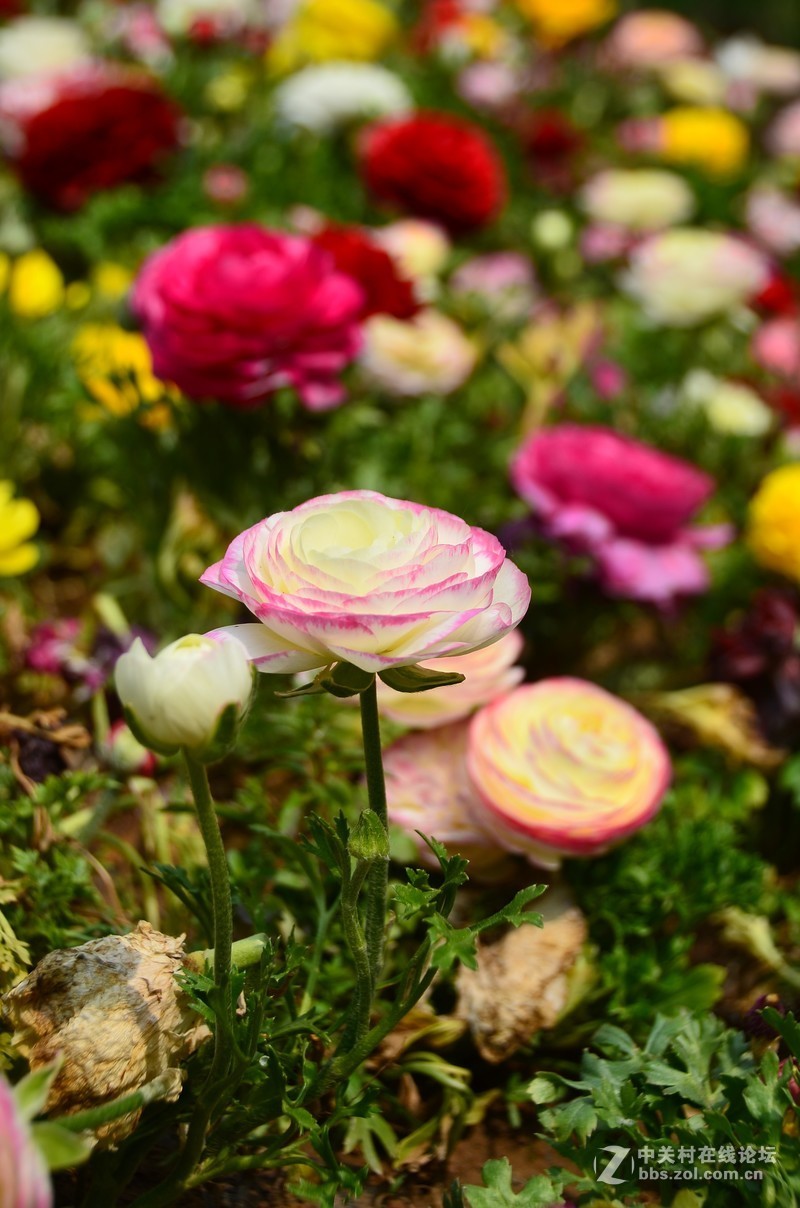 菏泽市曹州第二十八届牡丹节