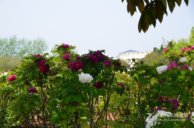 菏泽市曹州第二十八届牡丹节
