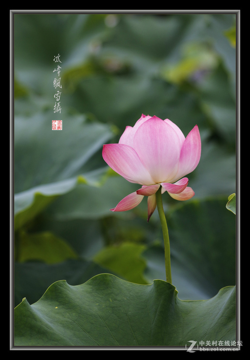 一片流