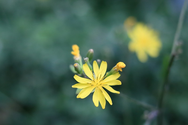 入40MM2.8定之后首试