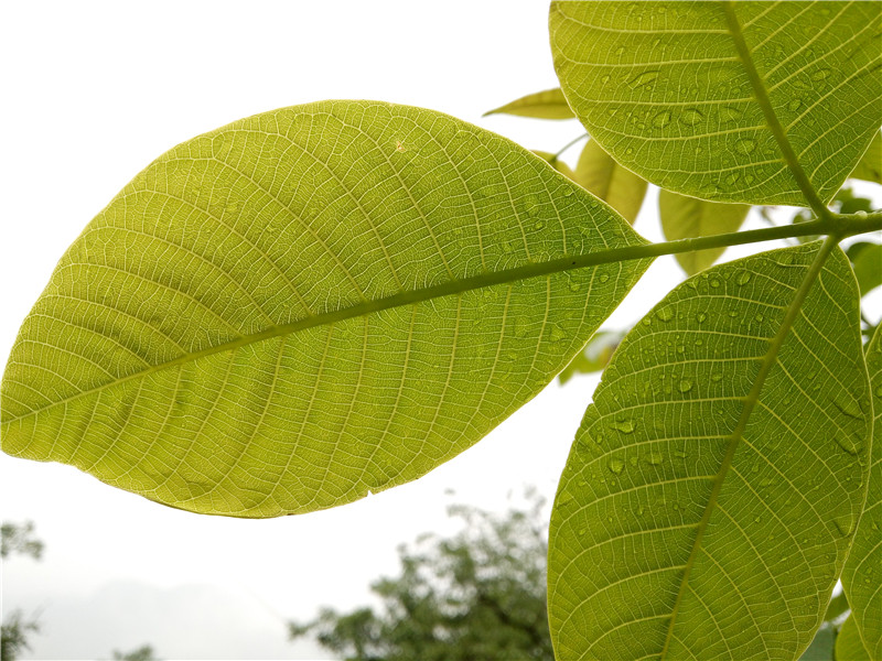 第一眼必爱：乐视超级手机1体验评测