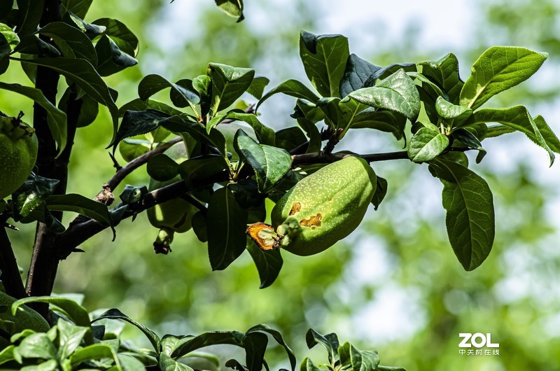 腾龙a17试机花果类