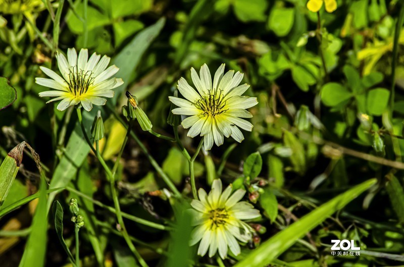 腾龙a17试机花果类