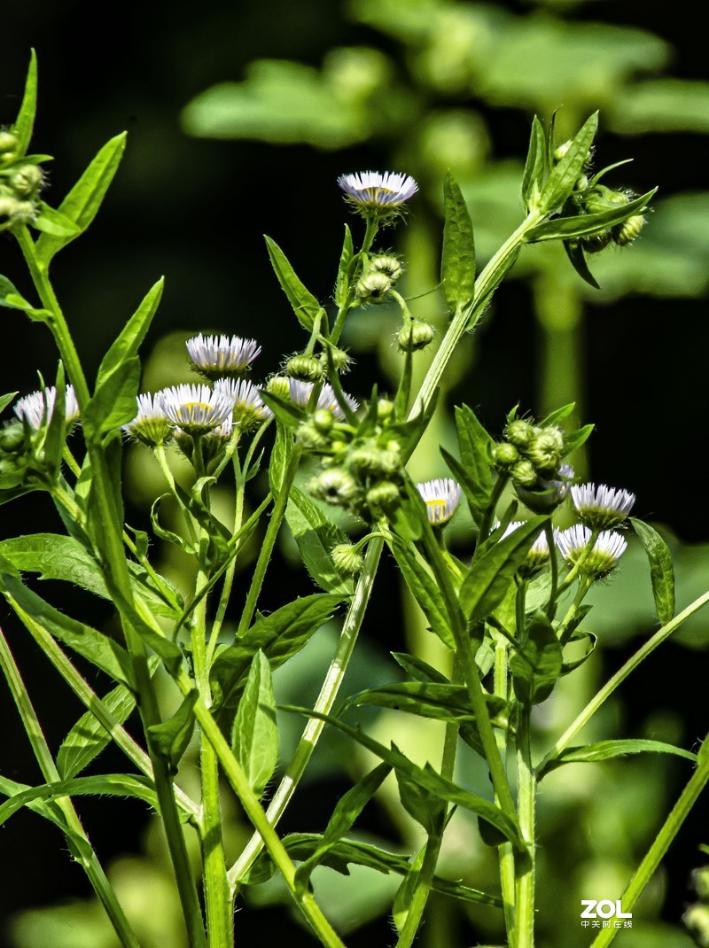 腾龙a17试机花果类