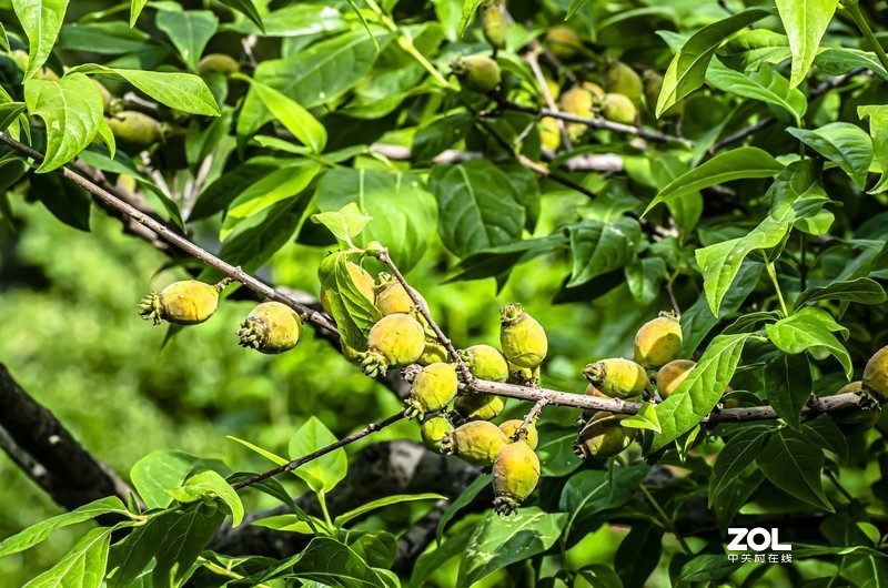 腾龙a17试机花果类