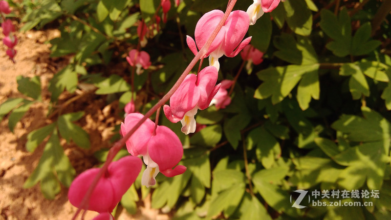 #大神F1极速体验# 拍照评测，完美的视觉体验