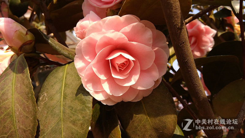 #大神F1极速体验# 拍照评测，完美的视觉体验