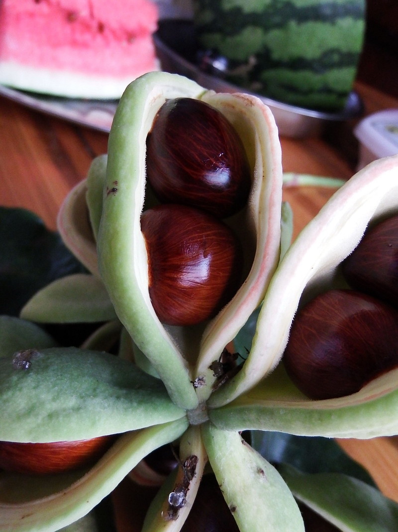 微距下的九层皮