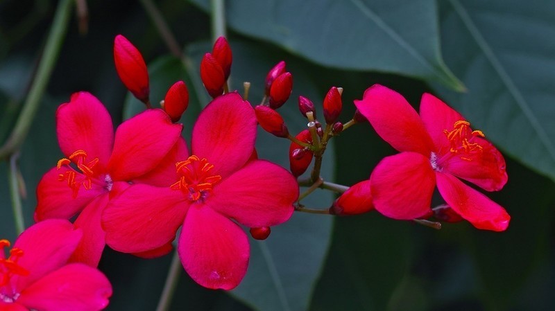 适马SD H  海口万绿园采风