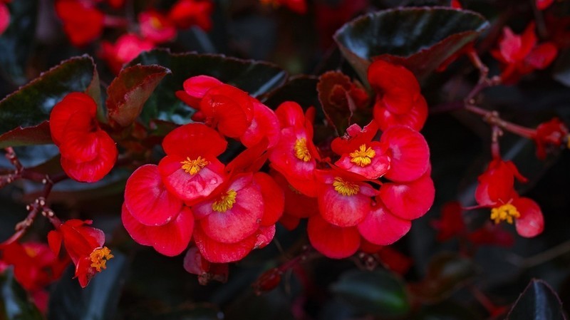 适马SD H  海口万绿园采风