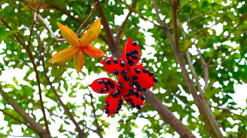 适马SD H  海口万绿园采风