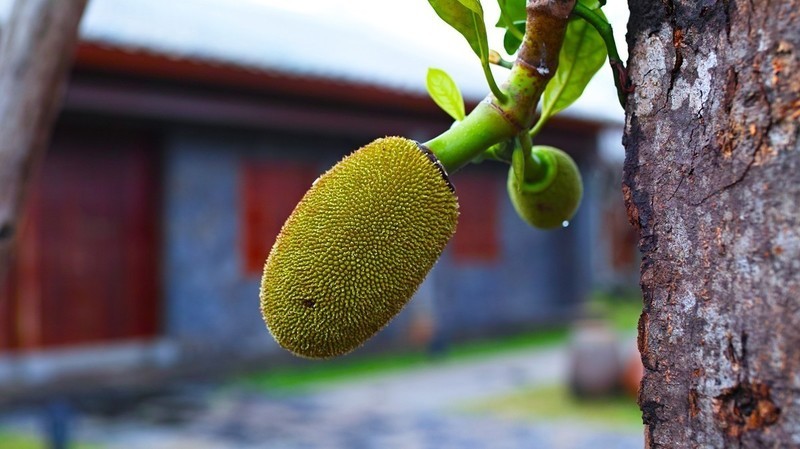 适马SD H  海口万绿园采风