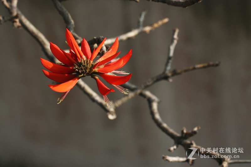 刺桐花