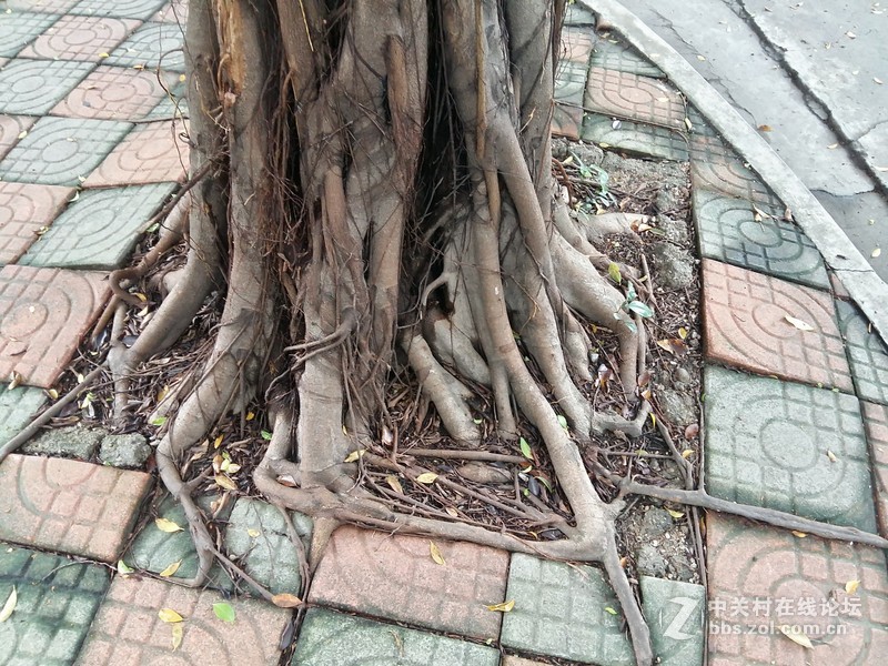 星空体育平台A5的拍照性能的确不咋地，只能算中等偏下水平！