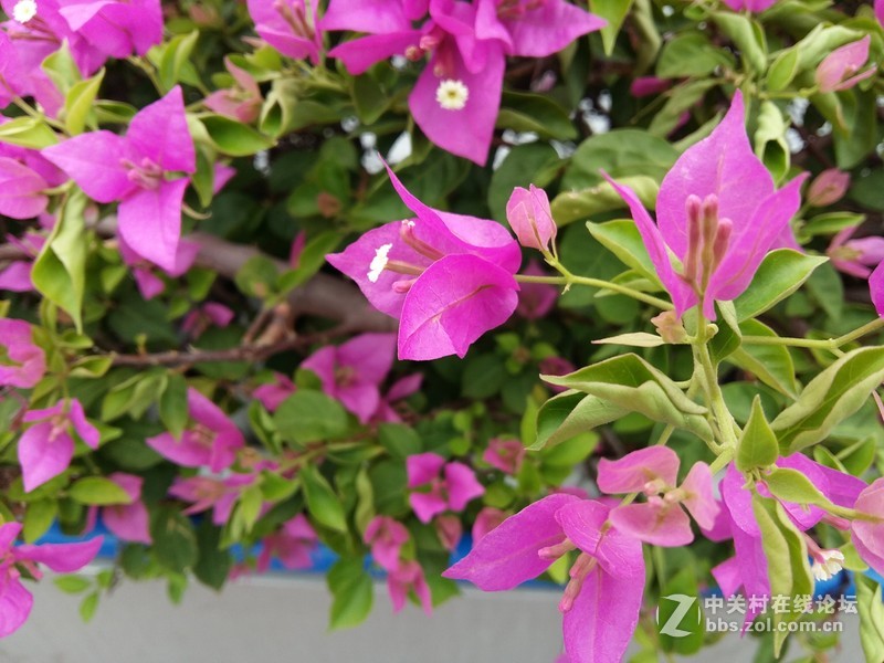 星空体育平台A5的拍照性能的确不咋地，只能算中等偏下水平！