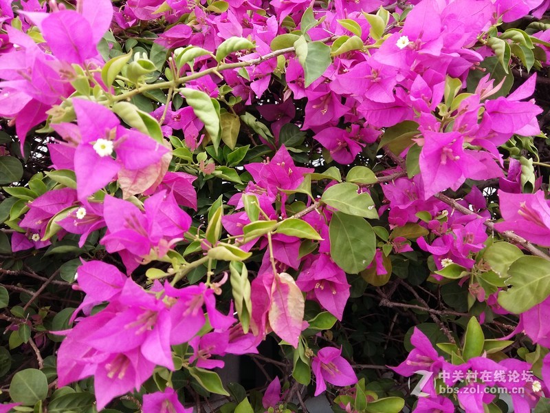 星空体育平台A5的拍照性能的确不咋地，只能算中等偏下水平！